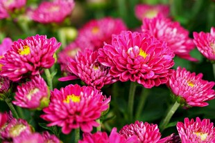 艳丽粉色菊花绽放