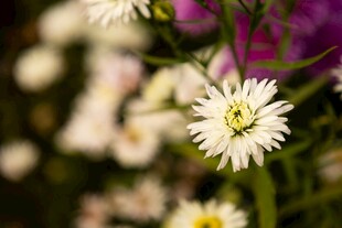 清新小菊花