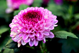 娇艳粉色菊花特写