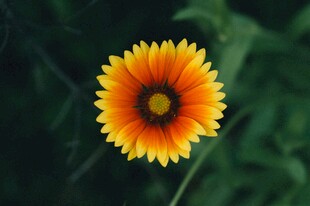 橙黄色菊花