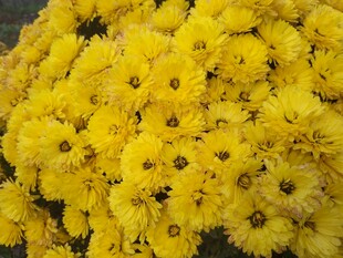黄色菊花特写