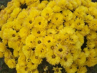 金黄菊花绽放