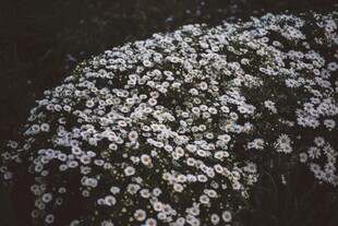 白色小菊花