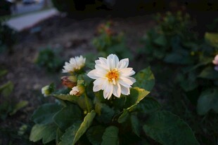 白色菊花绽放 