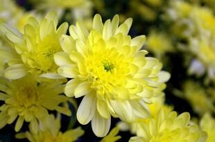 黄色菊花绽放
