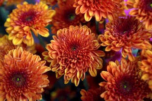 橙红色菊花绽放
