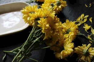 黄色小菊花