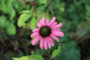 娇艳粉色松果菊特写