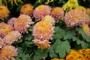 多彩菊花绽放