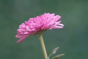 粉色单朵菊花特写