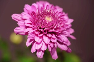 粉色菊花特写