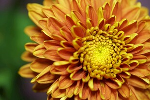 橙黄菊花特写