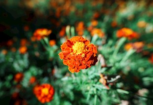 鲜艳橘色菊花