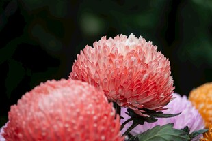 艳丽粉菊花