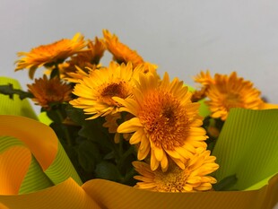 黄色菊花花束特写