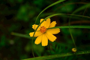 黄色小菊花