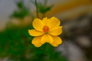 娇艳黄色小菊花