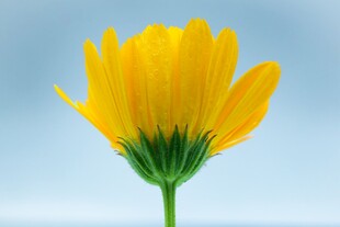 单枝黄色菊花