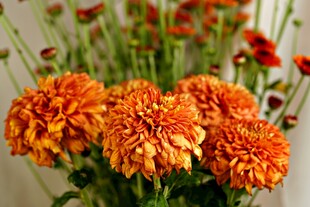 橙色菊花绽放花瓶中
