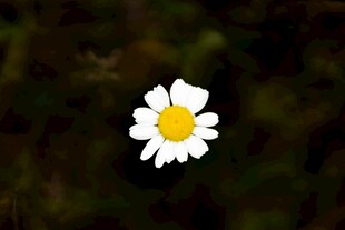 单朵小白菊绽放
