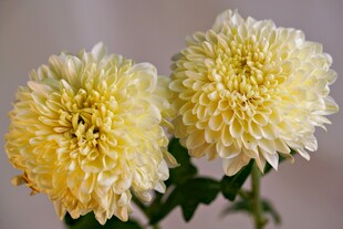 两朵绽放的黄色菊花