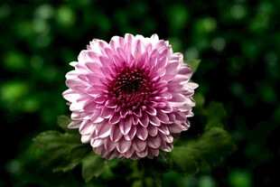 粉色美丽菊花特写