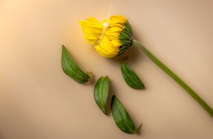黄色菊花