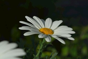 白色雏菊绽放