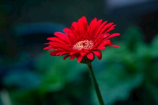 娇艳红雏菊