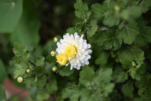 白色小菊花