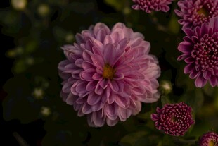 娇艳紫菊绽放