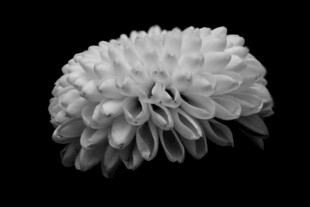 黑白菊花特写