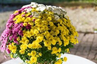 多彩菊花花束