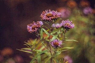 紫色菊花