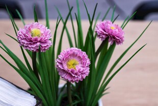 粉色菊花