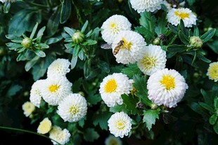 白色菊花绽放绿叶间