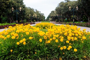 路边盛放的灿烂菊花