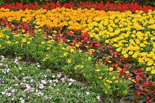 多彩菊花花卉