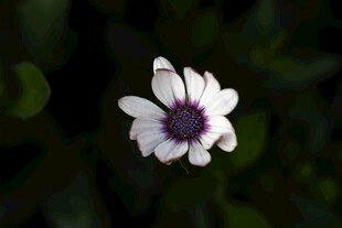 白色菊花