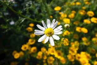 白色雏菊绽放于黄花间
