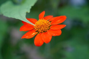 鲜艳菊花