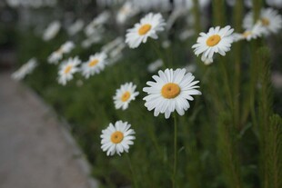 路边绽放的清新小雏菊