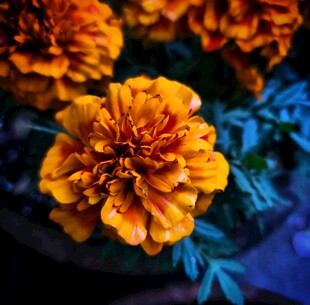 橙色万寿菊特写