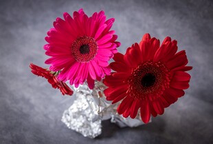 银瓶盛放鲜艳非洲菊