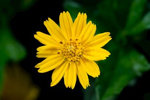 黄色菊花