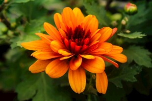 橙色菊花特写