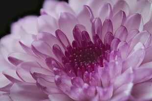 粉紫色菊花特写