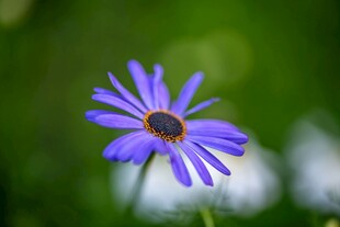 紫色菊花