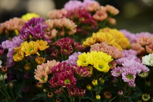 多彩菊花绽放