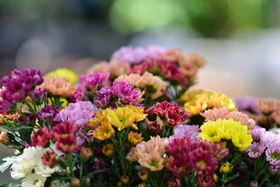 多彩菊花绽放